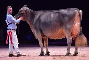Champion Glenny Gina